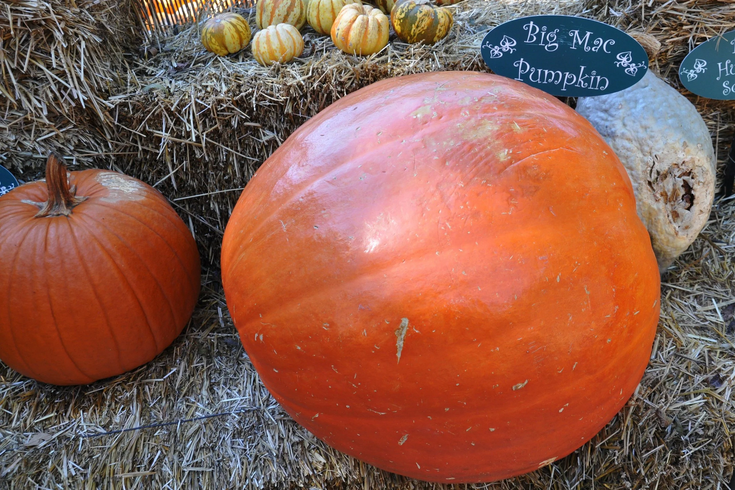 Big-Mac-Pumpkin-56a215a03df78cf77271cf2c.jpg