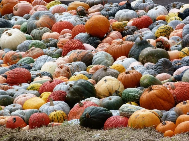 misc_pumpkins.jpg