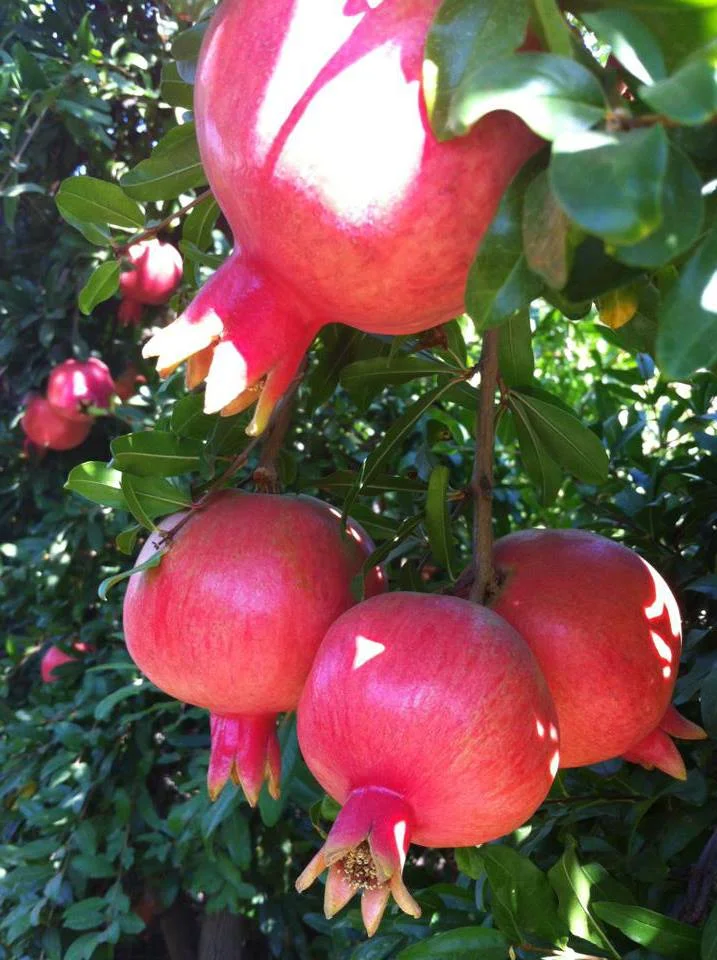 Pomegranate