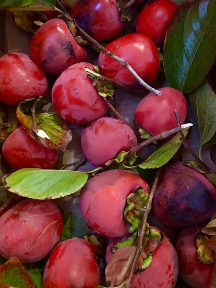 Hachiya Persimmons