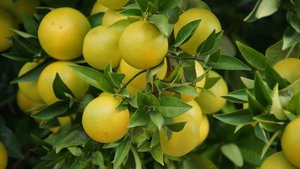 Grapefruit and Pumelos