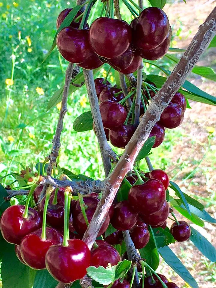 Cherries (Cherryfest at the Big Red Barn)