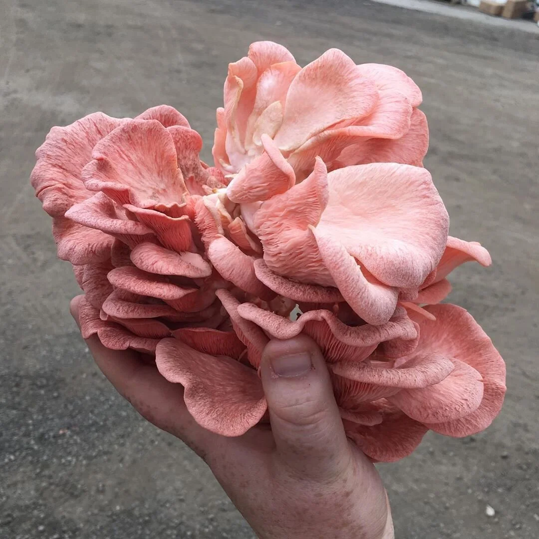 Pink Oyster Mushrooms