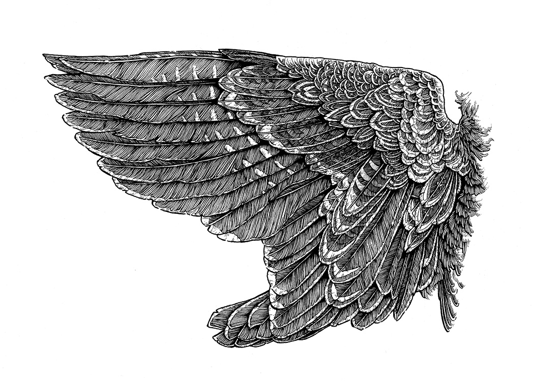 Wing Study I