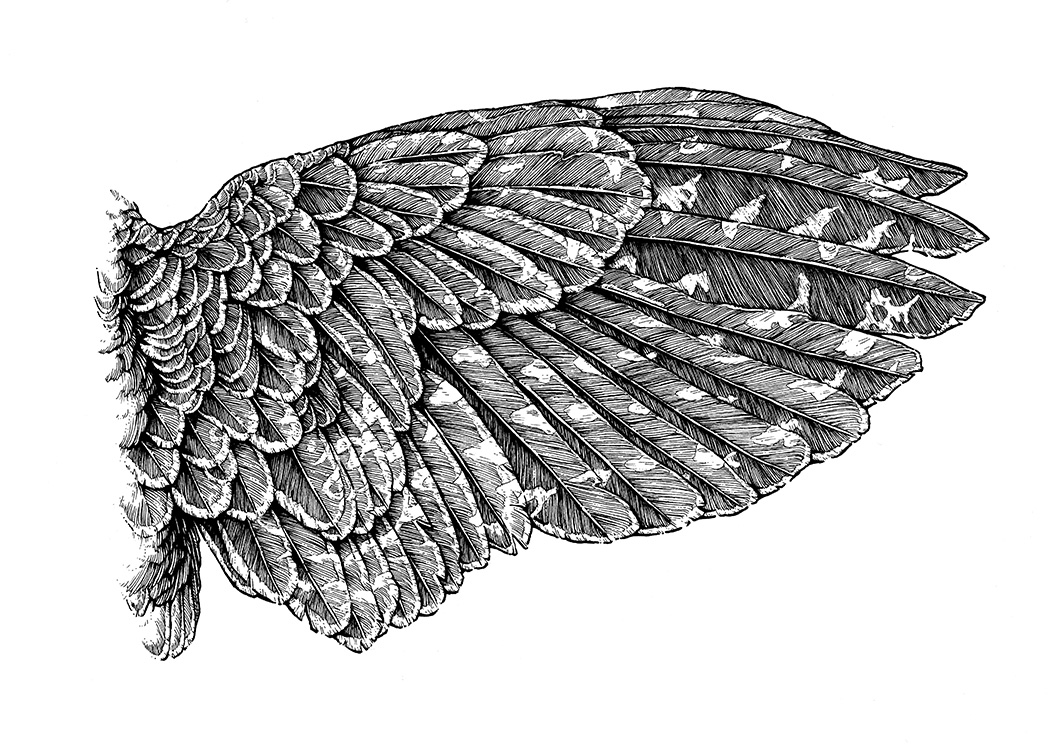 Wing Study II