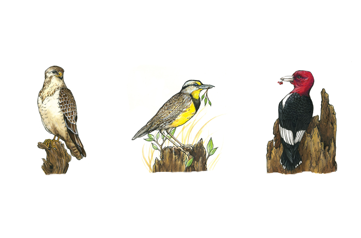 Cowling-Arboretum-Erica-Williams-birds.png