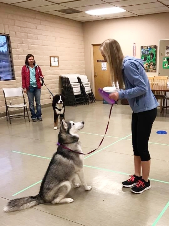 puppy training academy
