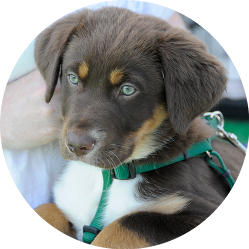 private puppy trainer