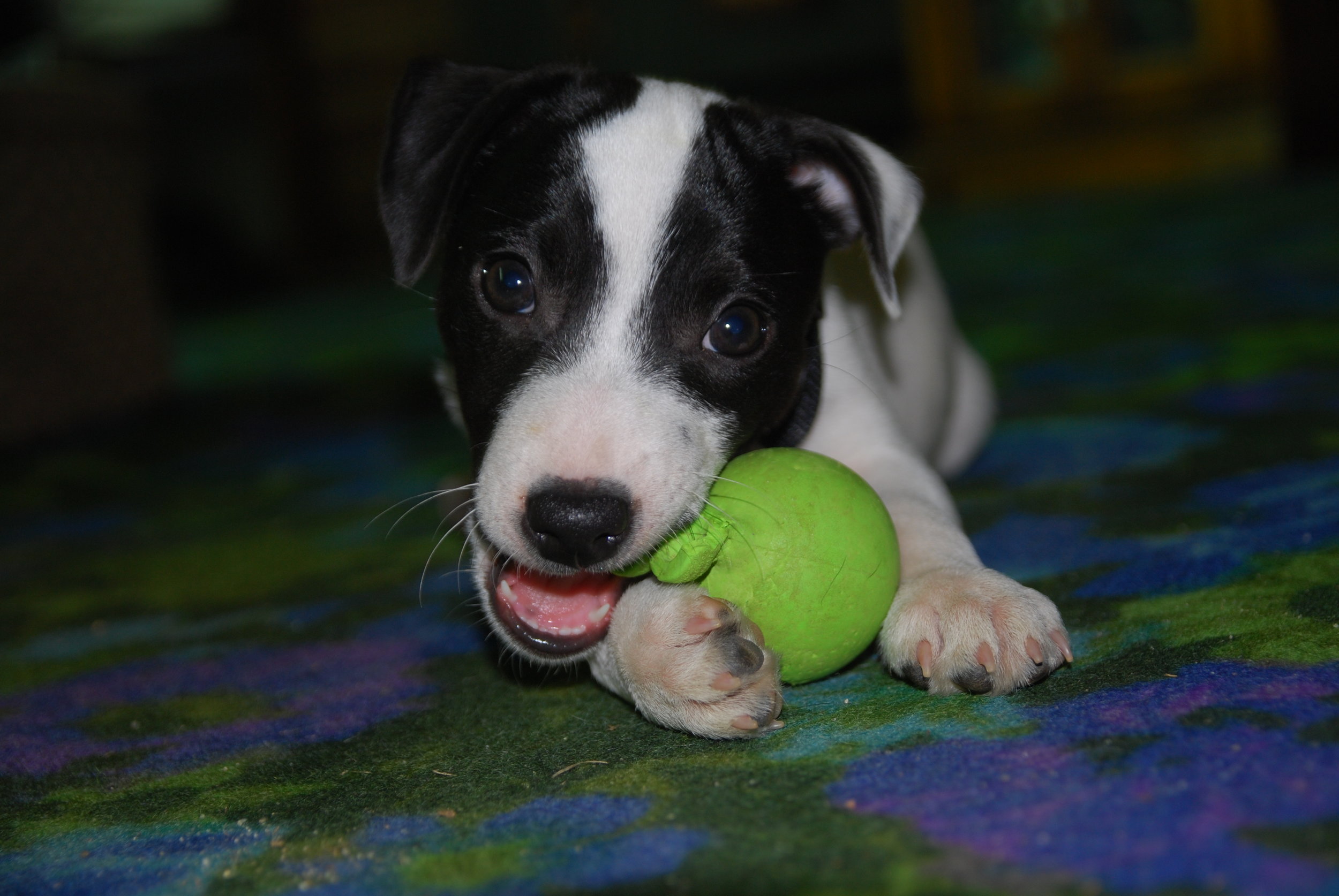 Using a Rolled up Newspaper for Potty Training