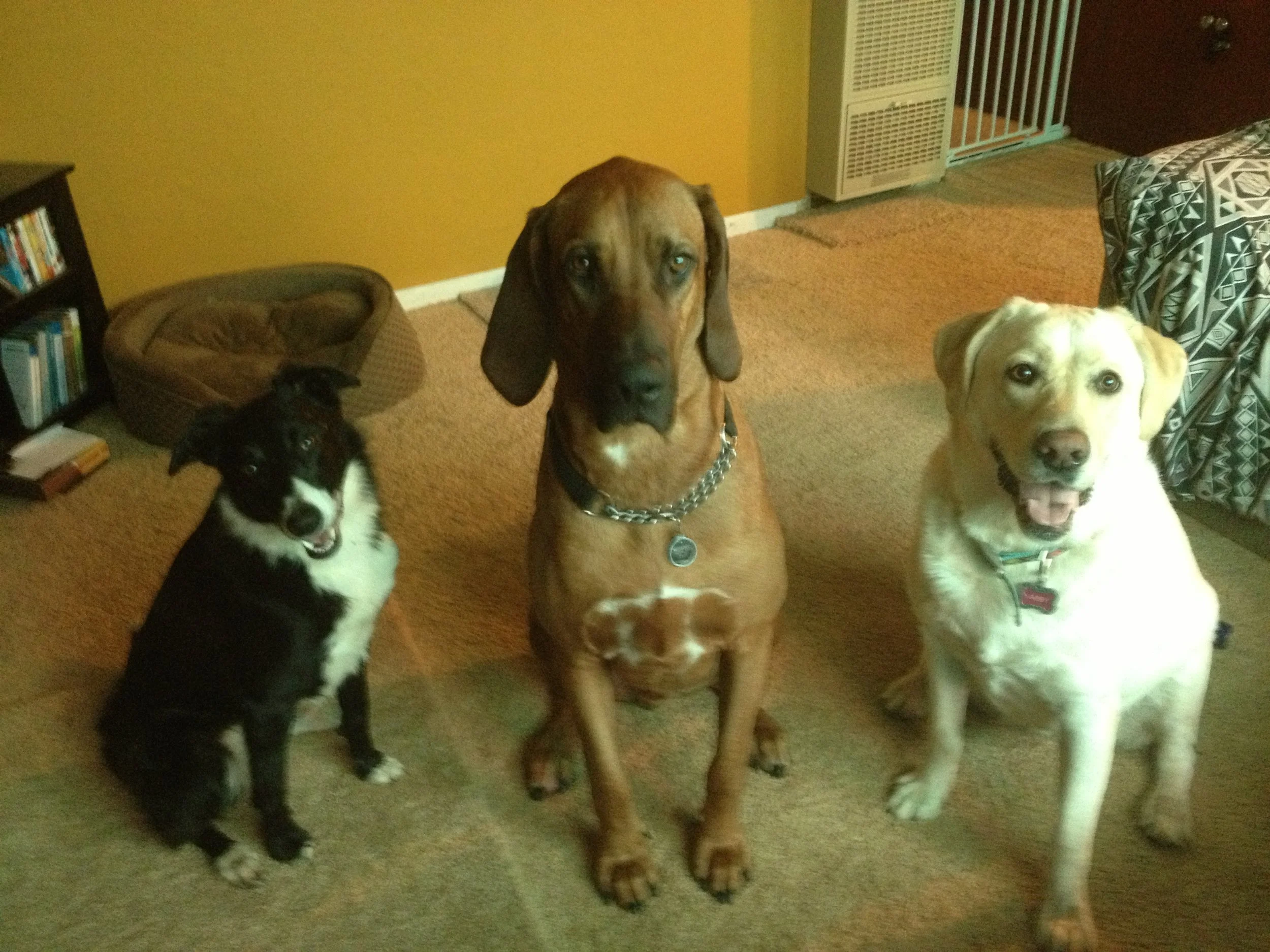 Basic Manners I Class