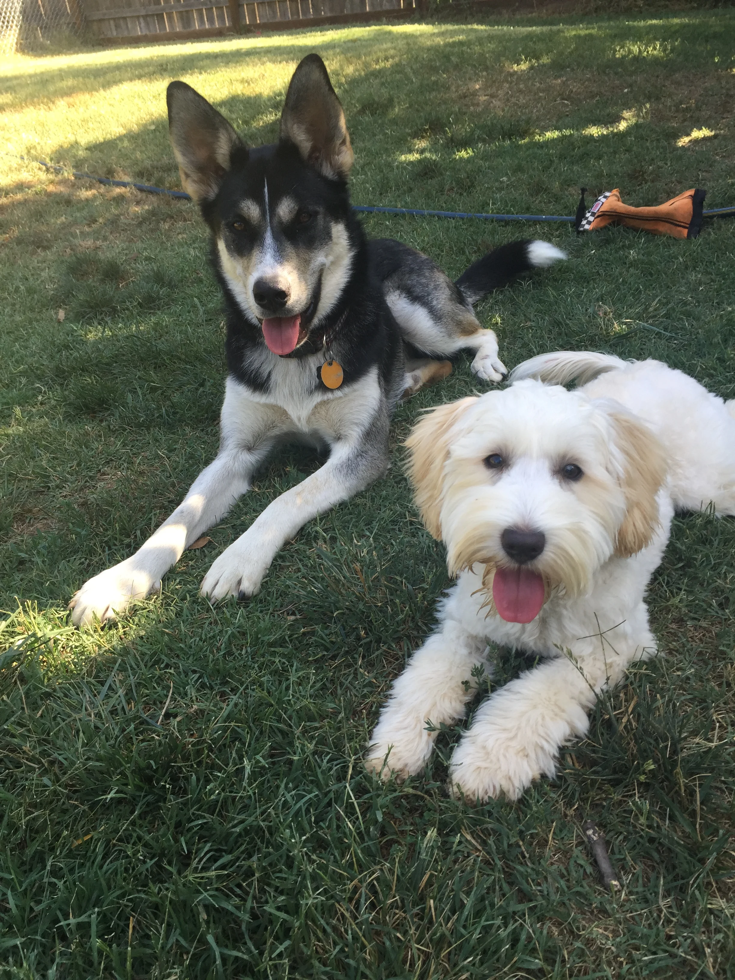 Basic Manners I Class