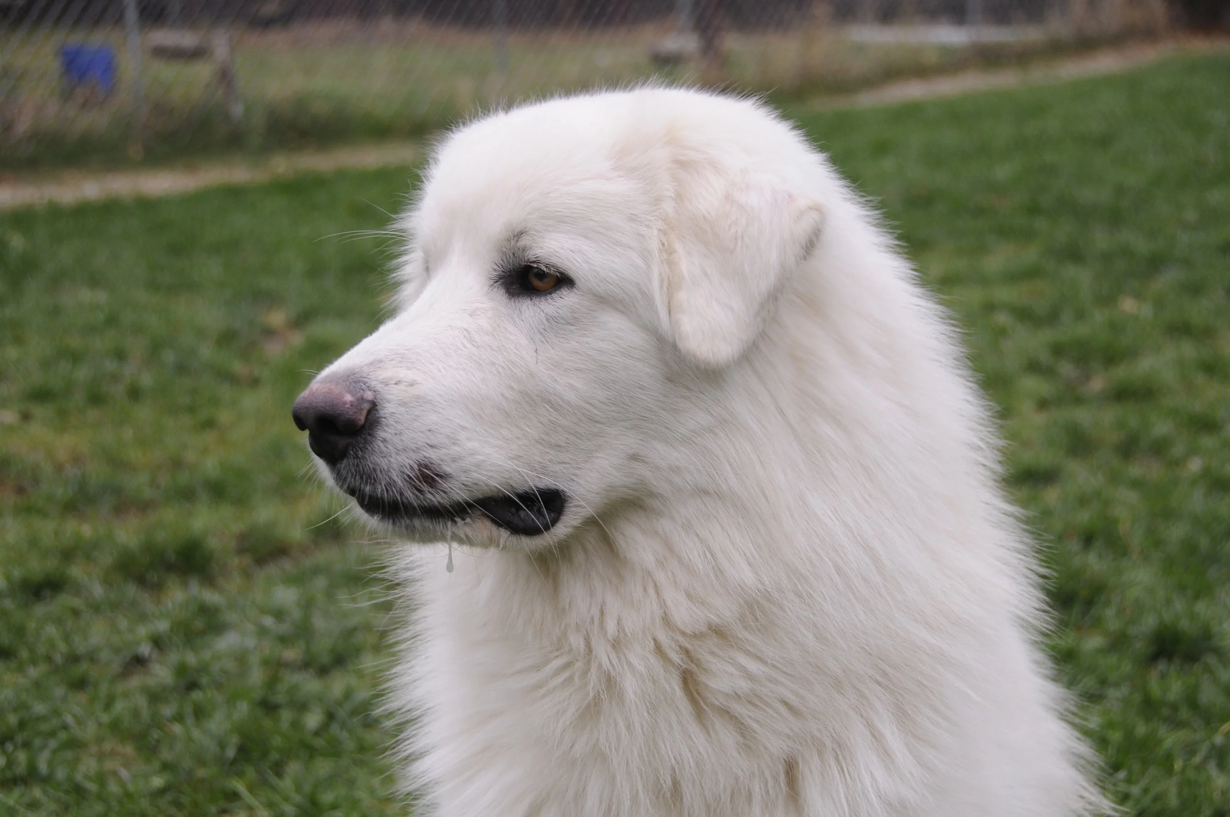 Basic Manners II Class