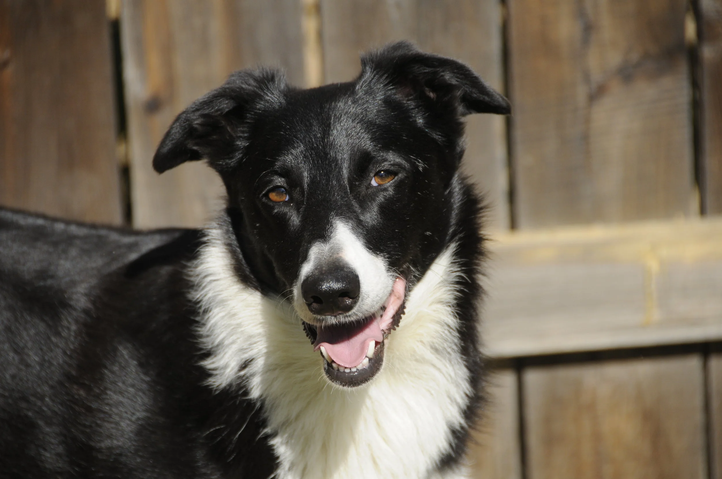 Basic Manners I Class