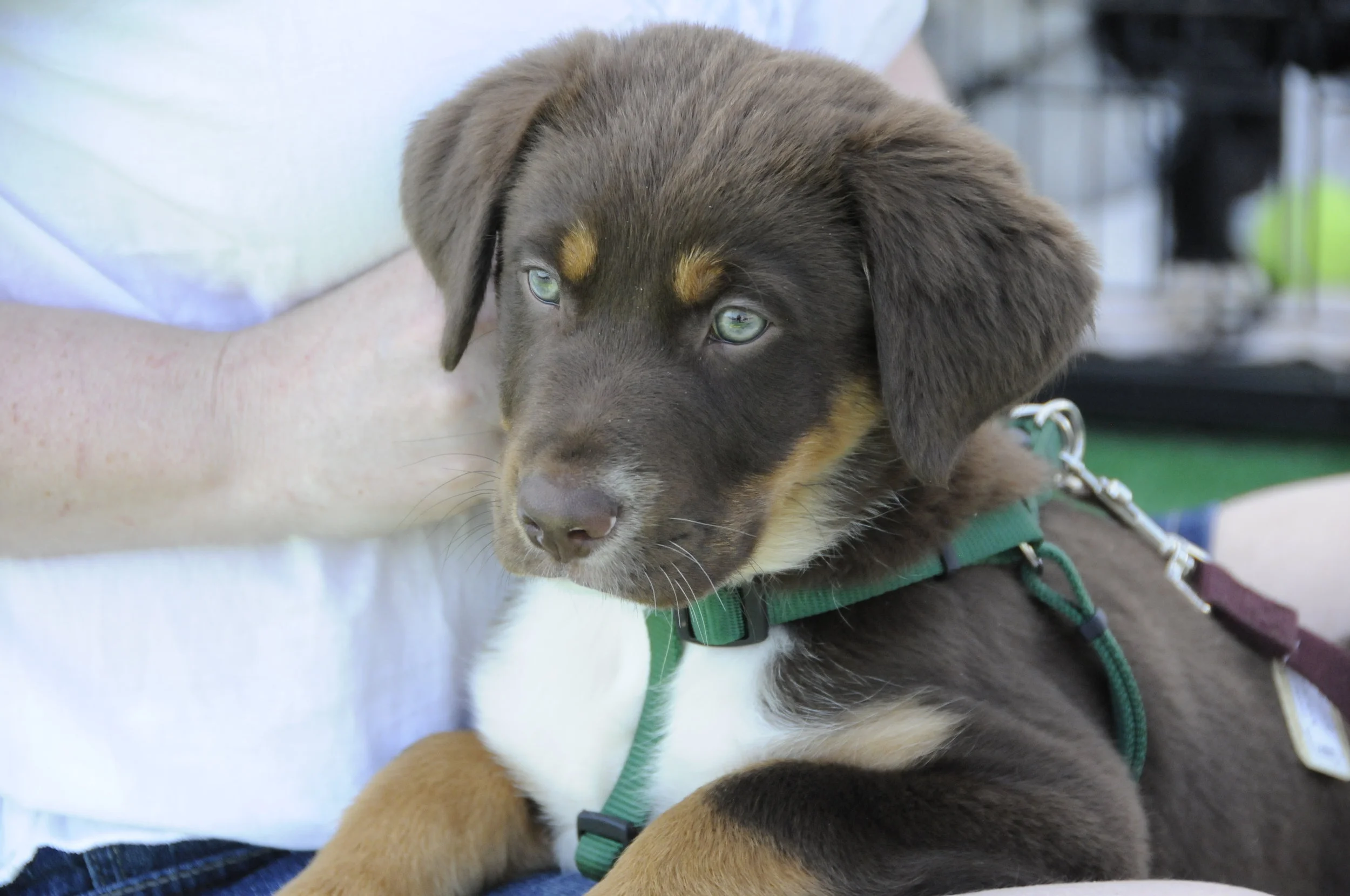 Basic Manners I Class