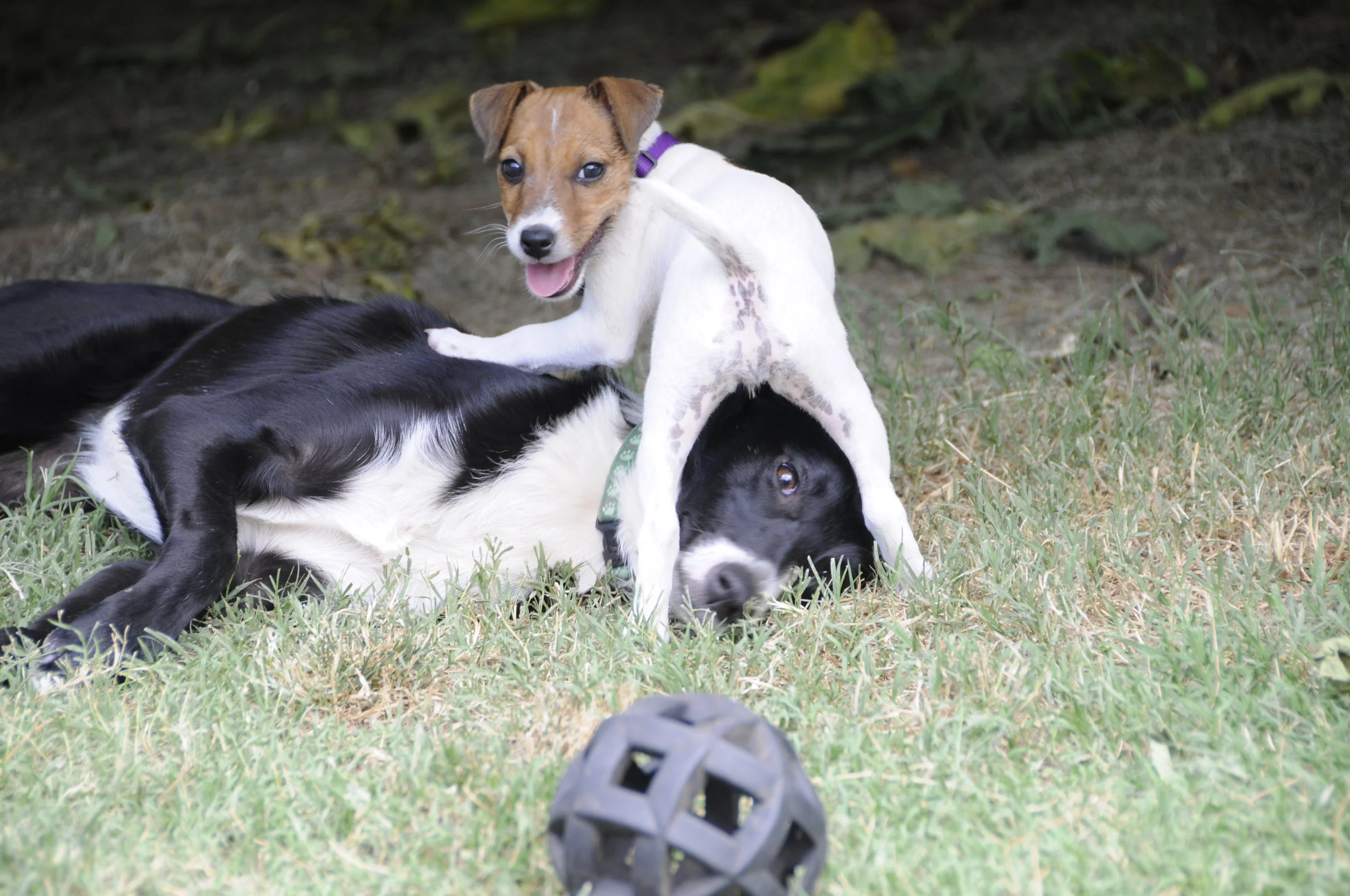 Basic Manners I Class