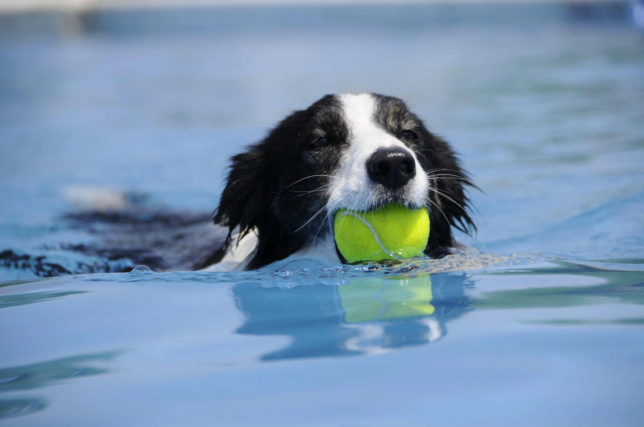 Basic Manners I Class