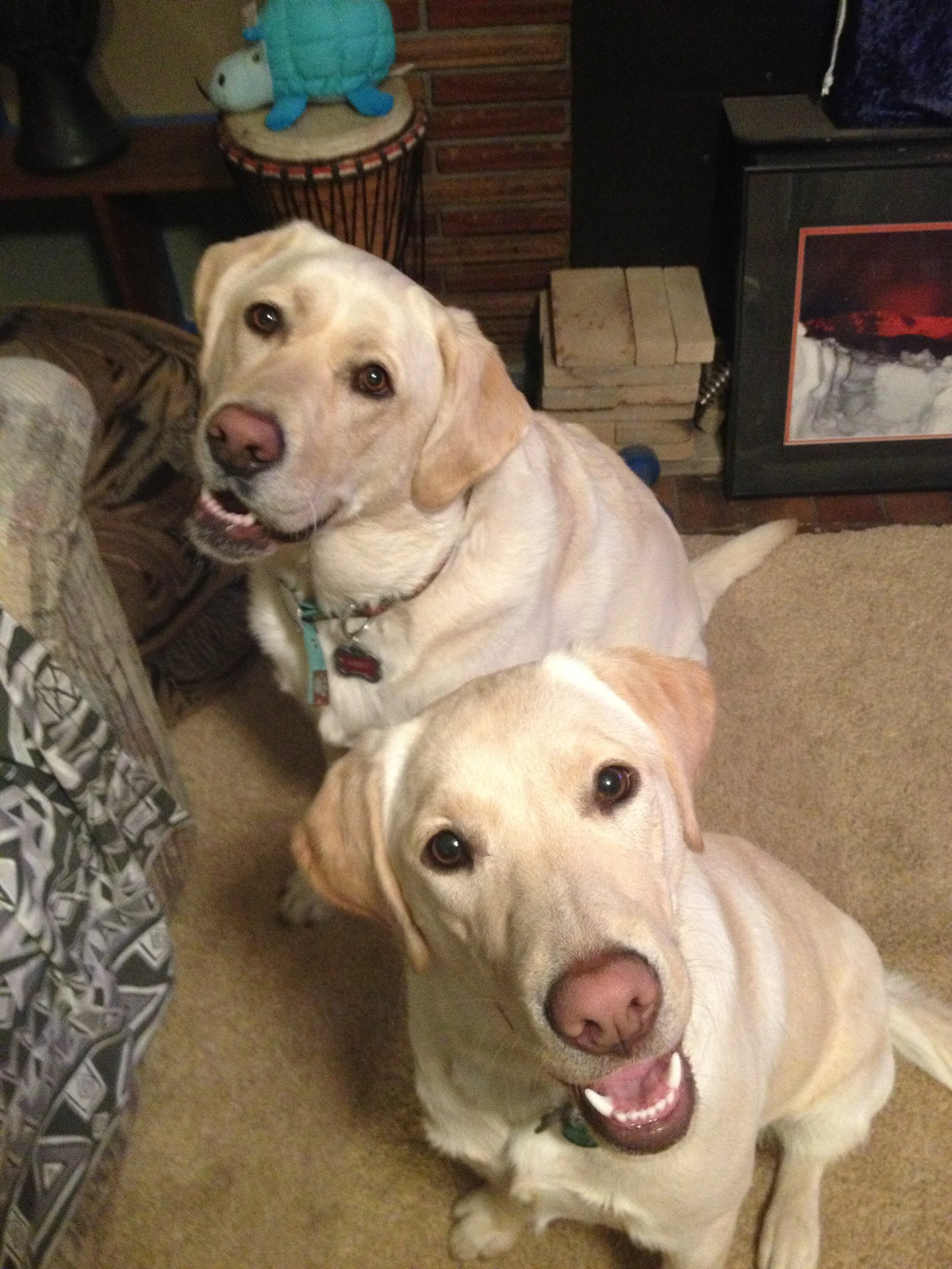 Basic Manners I Class