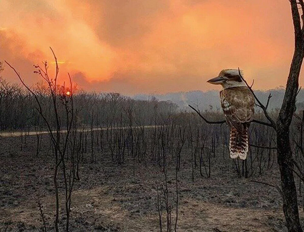 eco_journal.jpg