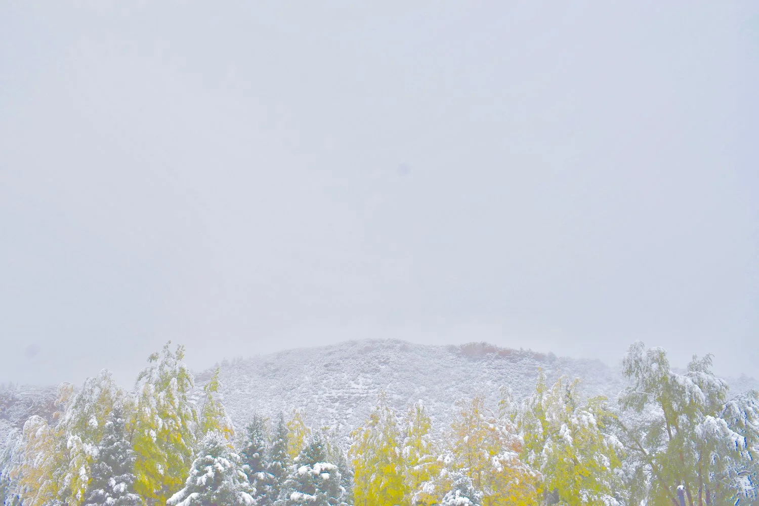 Wild_Luxuries_Snow_Tips.jpg