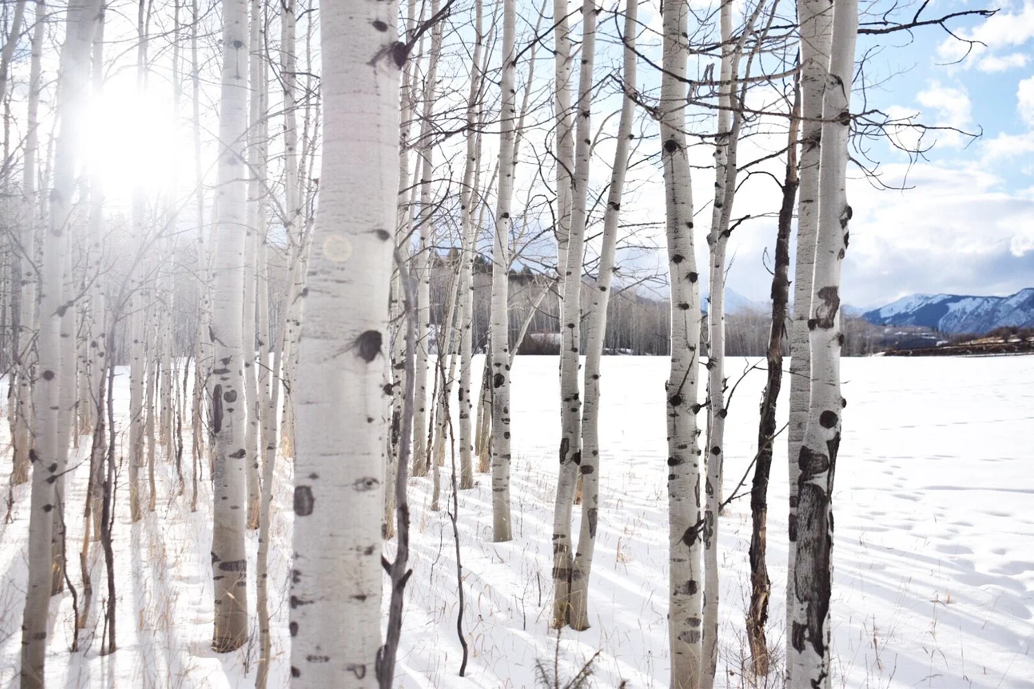 Between the Trees