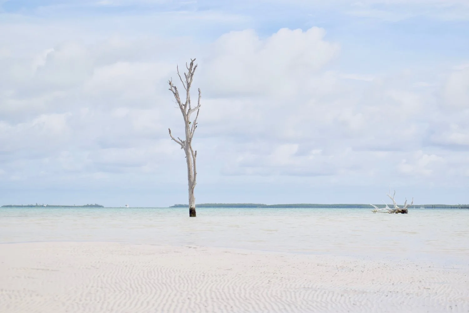 Lone Tree