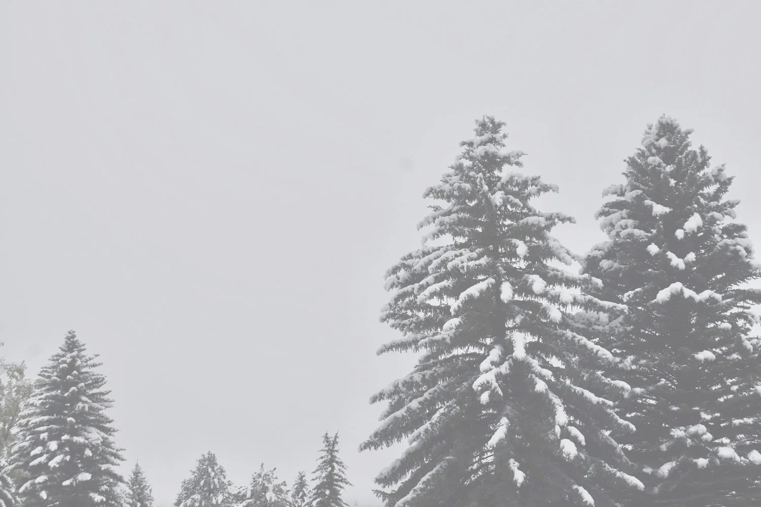 Snowed In