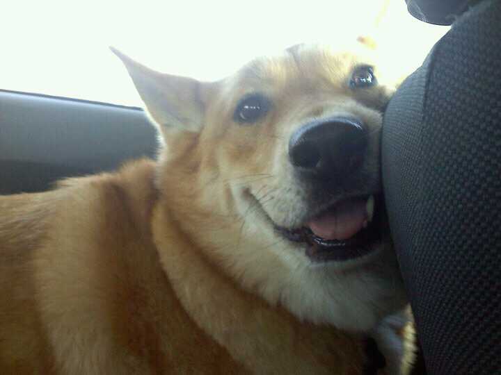Kira loves car rides! 
