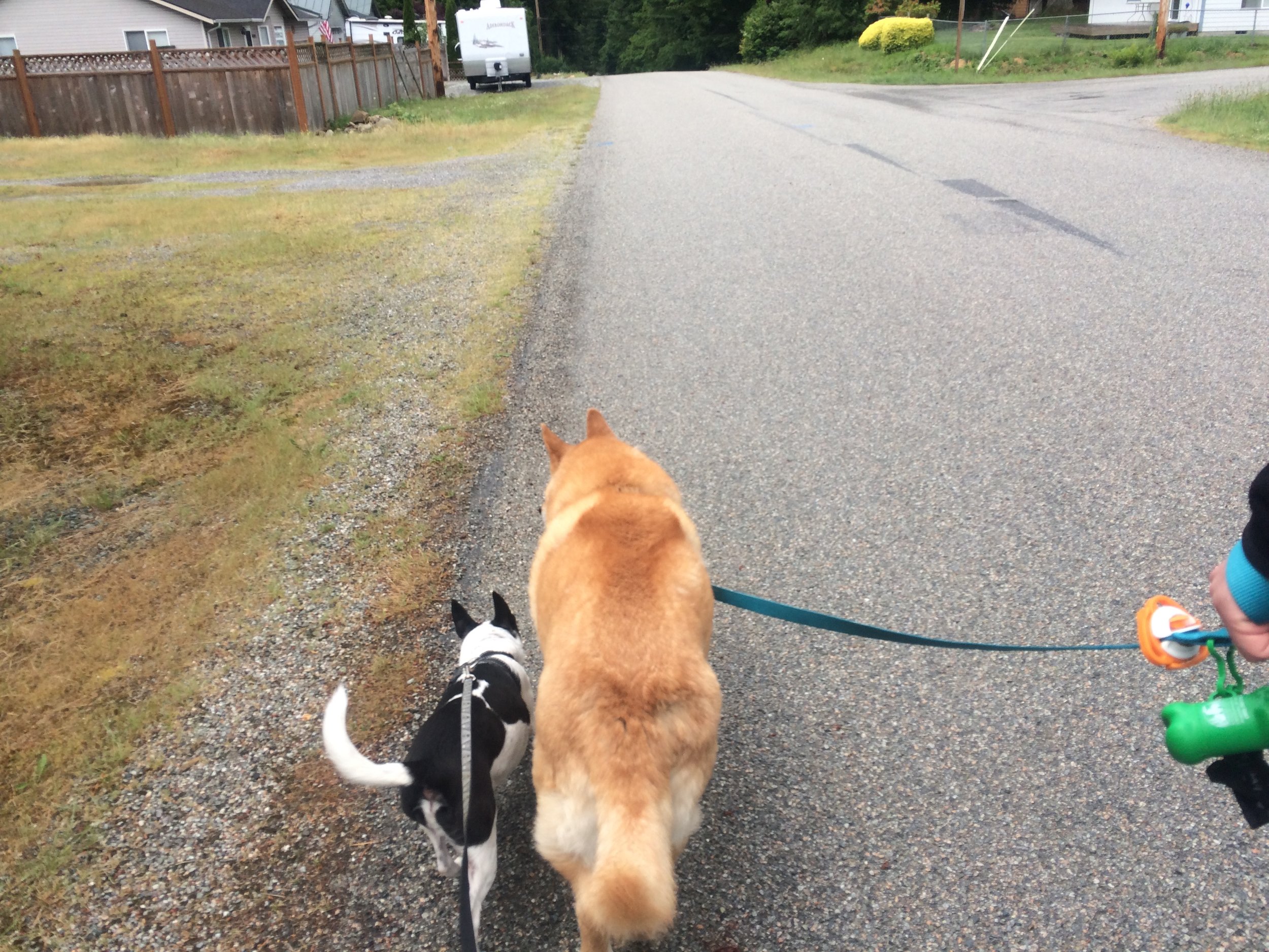 Best friends out for a walk.