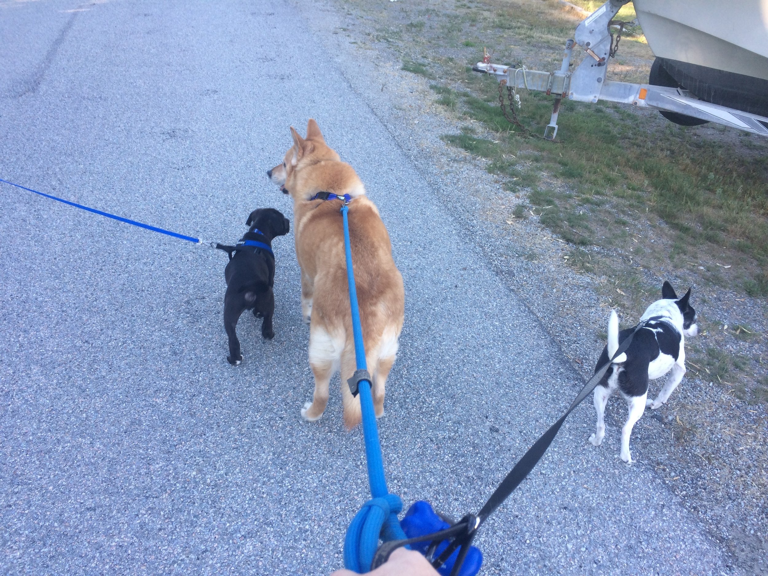 The Pawsitive Pooch crew going for their first group walk! 