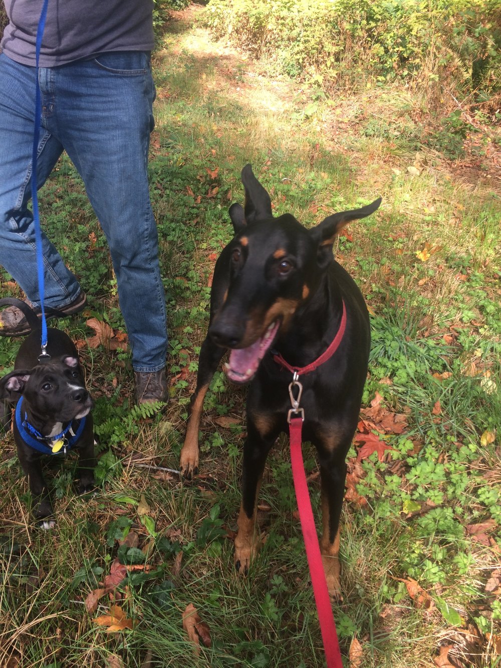 Gallery — The Pawsitive Pooch