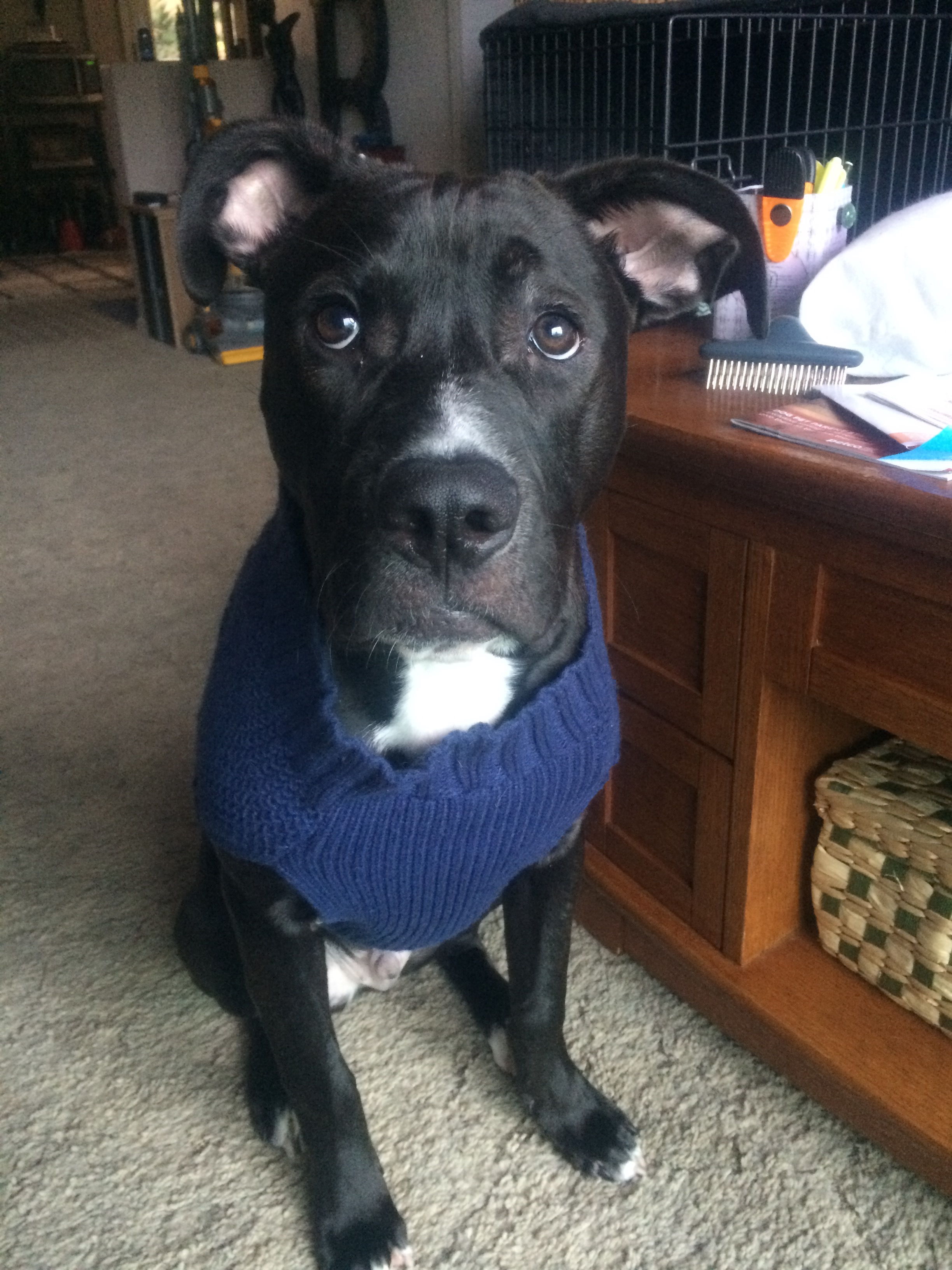 Don't let those puppy eyes fool you, he actually enjoys his sweaters! 