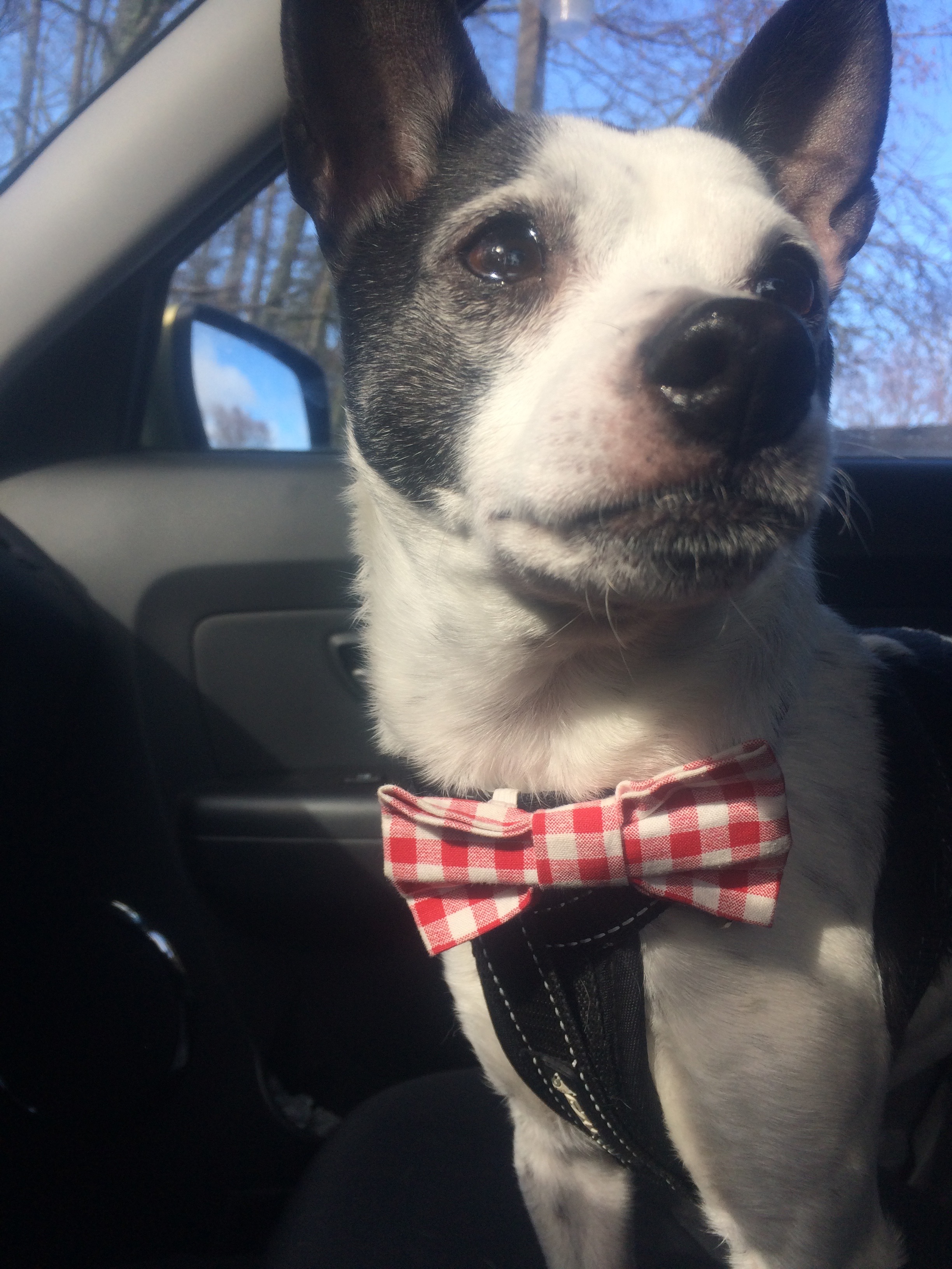 Sometimes, Duke comes to work with me. He always dresses up for it.