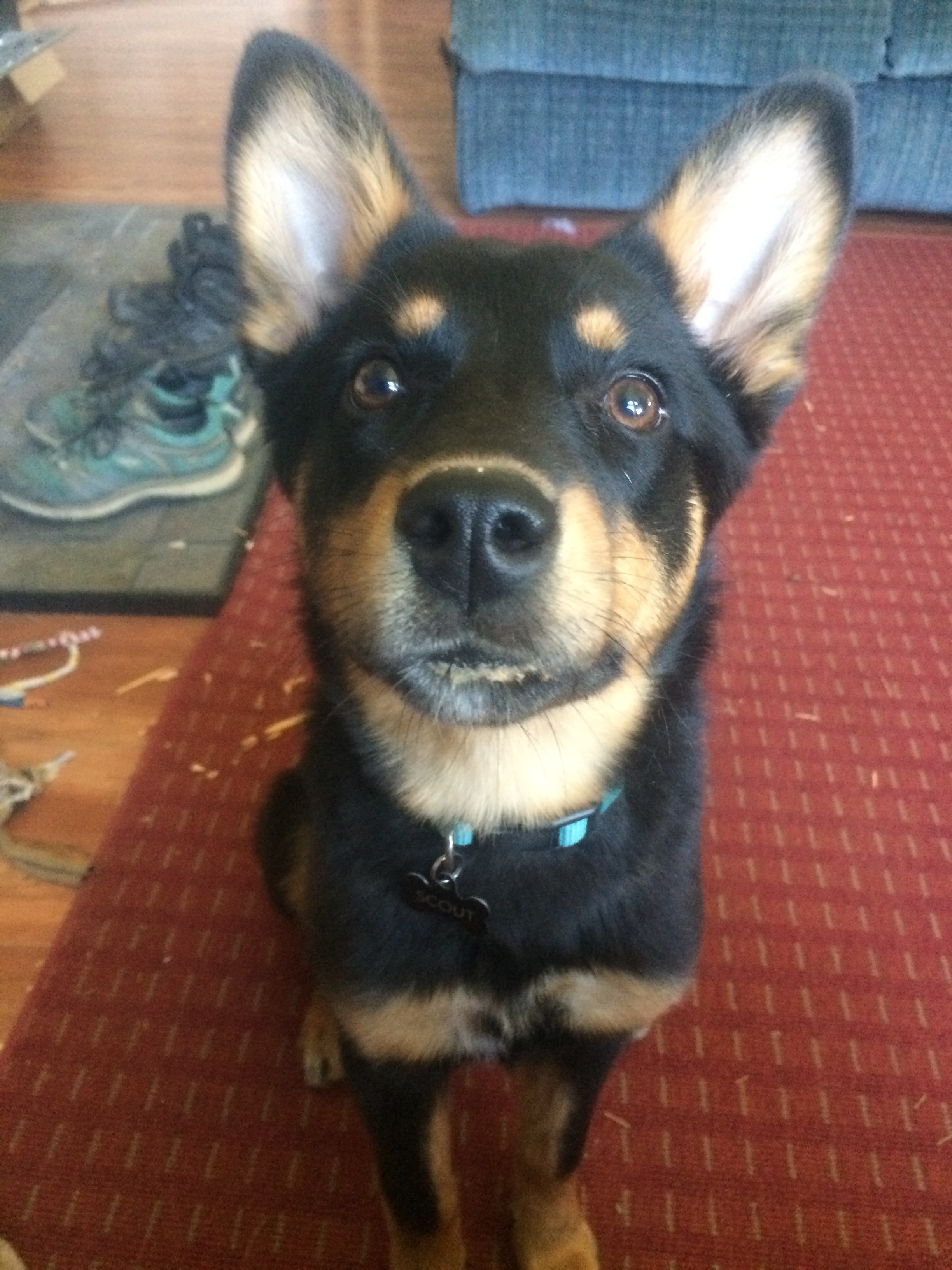 Such a sweet face! Such a mischievous little pup. 