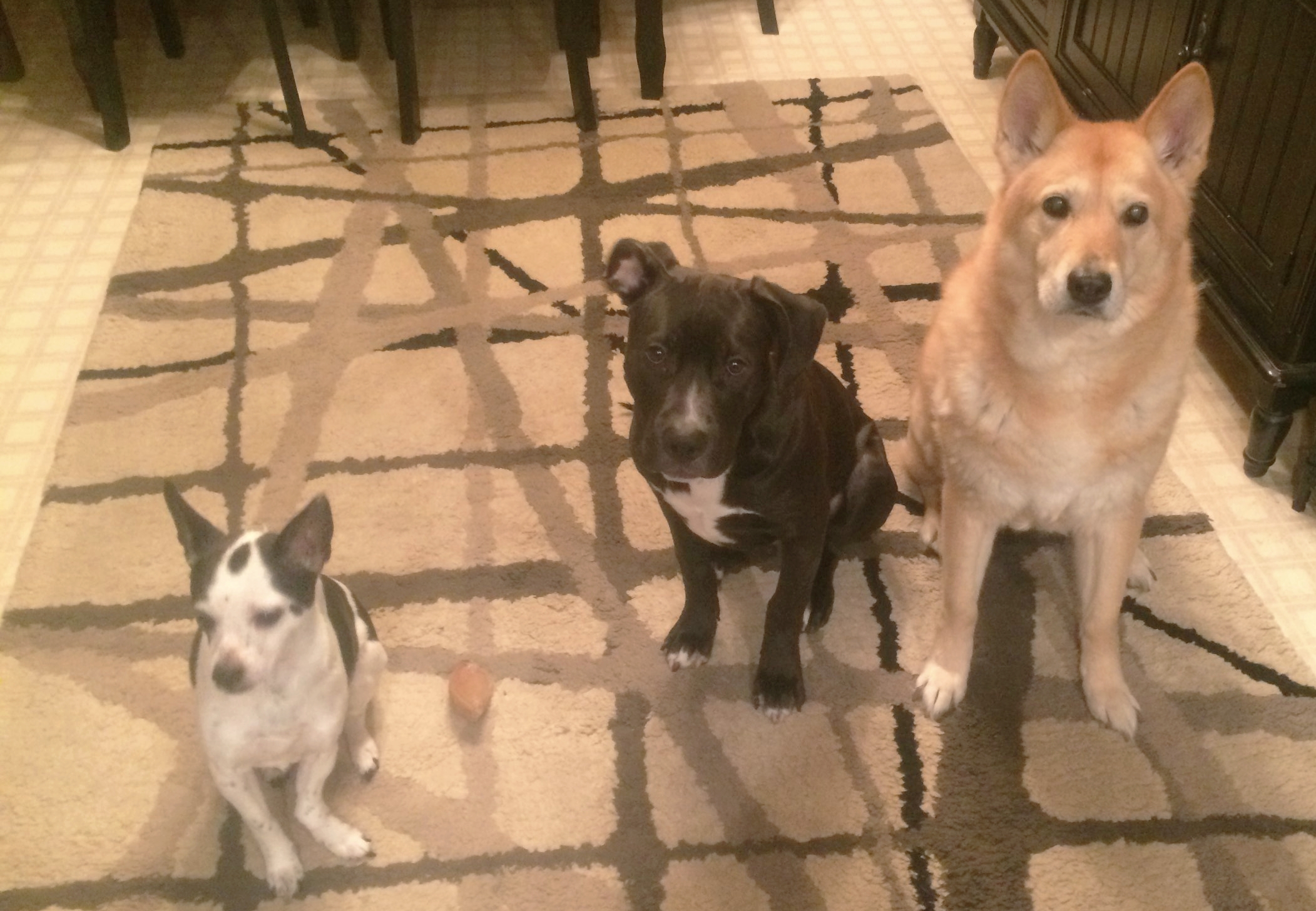 Troublesome trio waiting for snacks. 