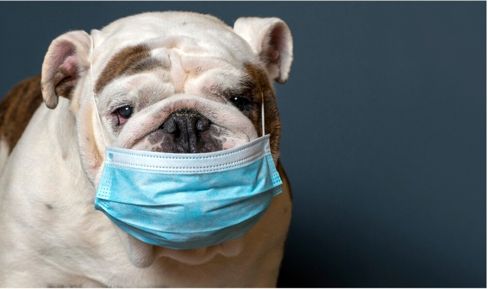 How Long Can Kennel Cough Live on Clothes: Discover the Facts