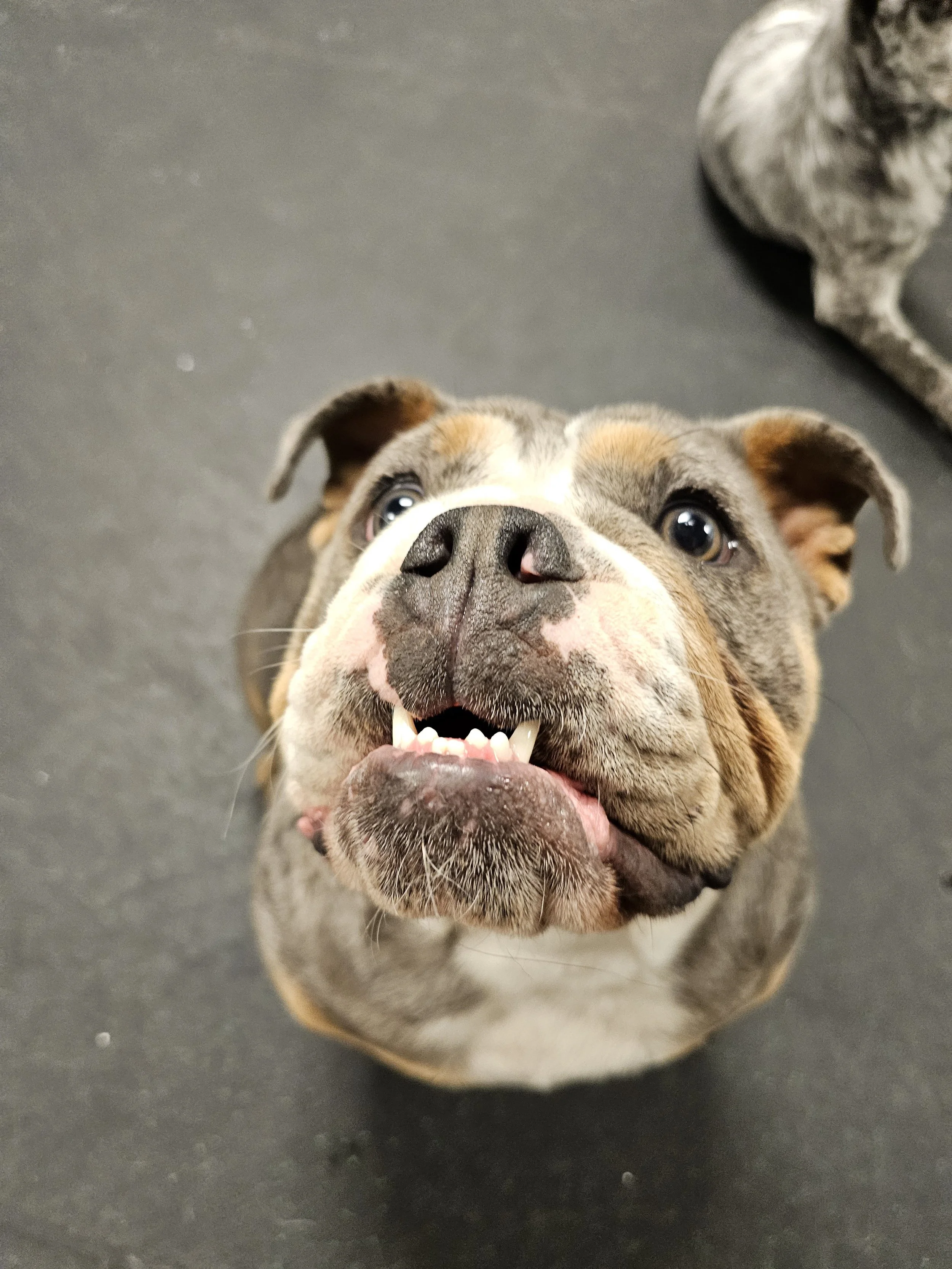 bulldog puppy staring up