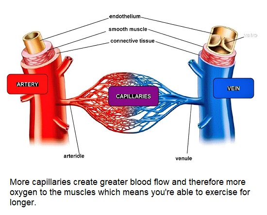 Capillaries.jpg