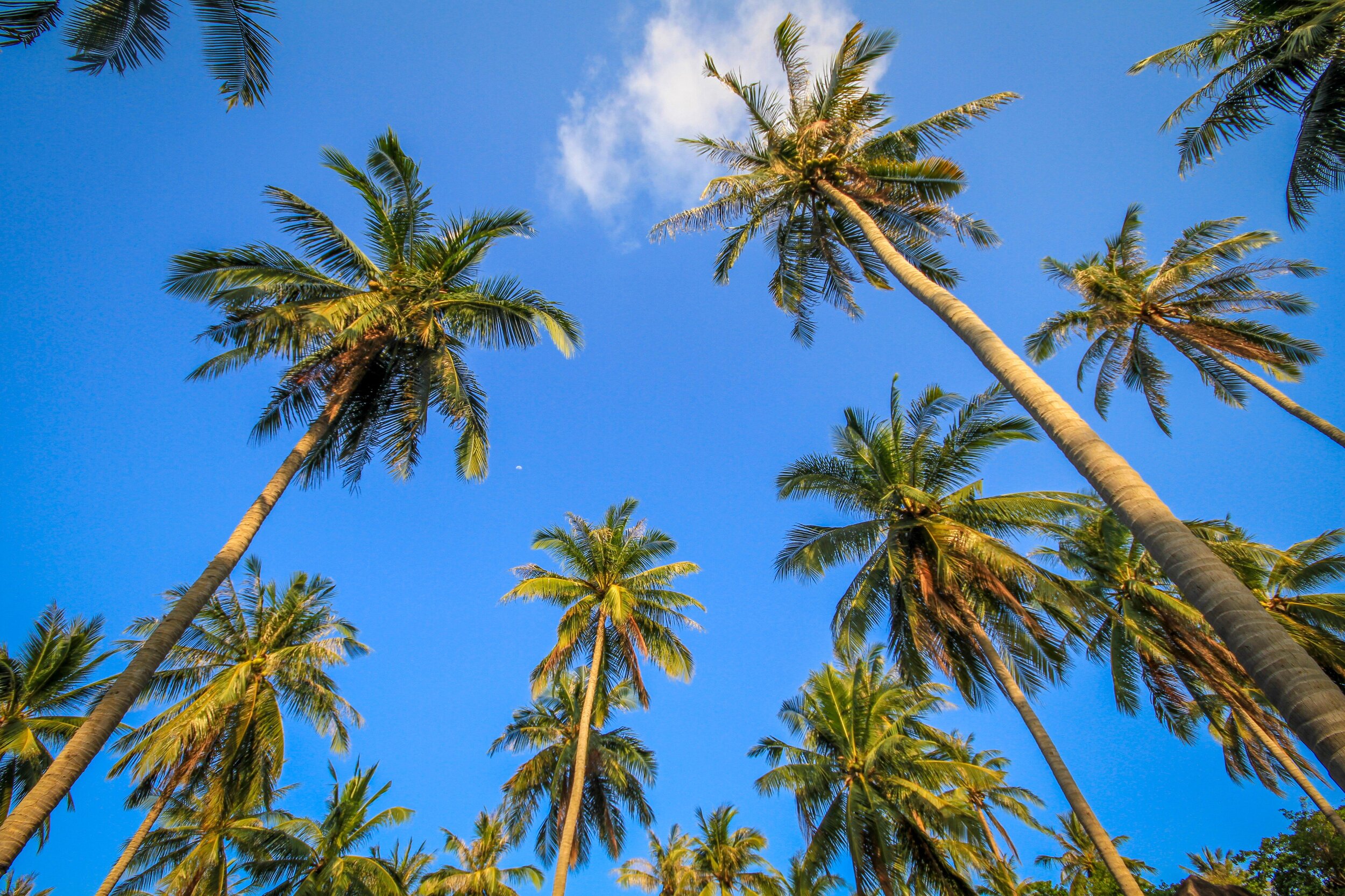 palm-trees-sky_4460x4460.jpg