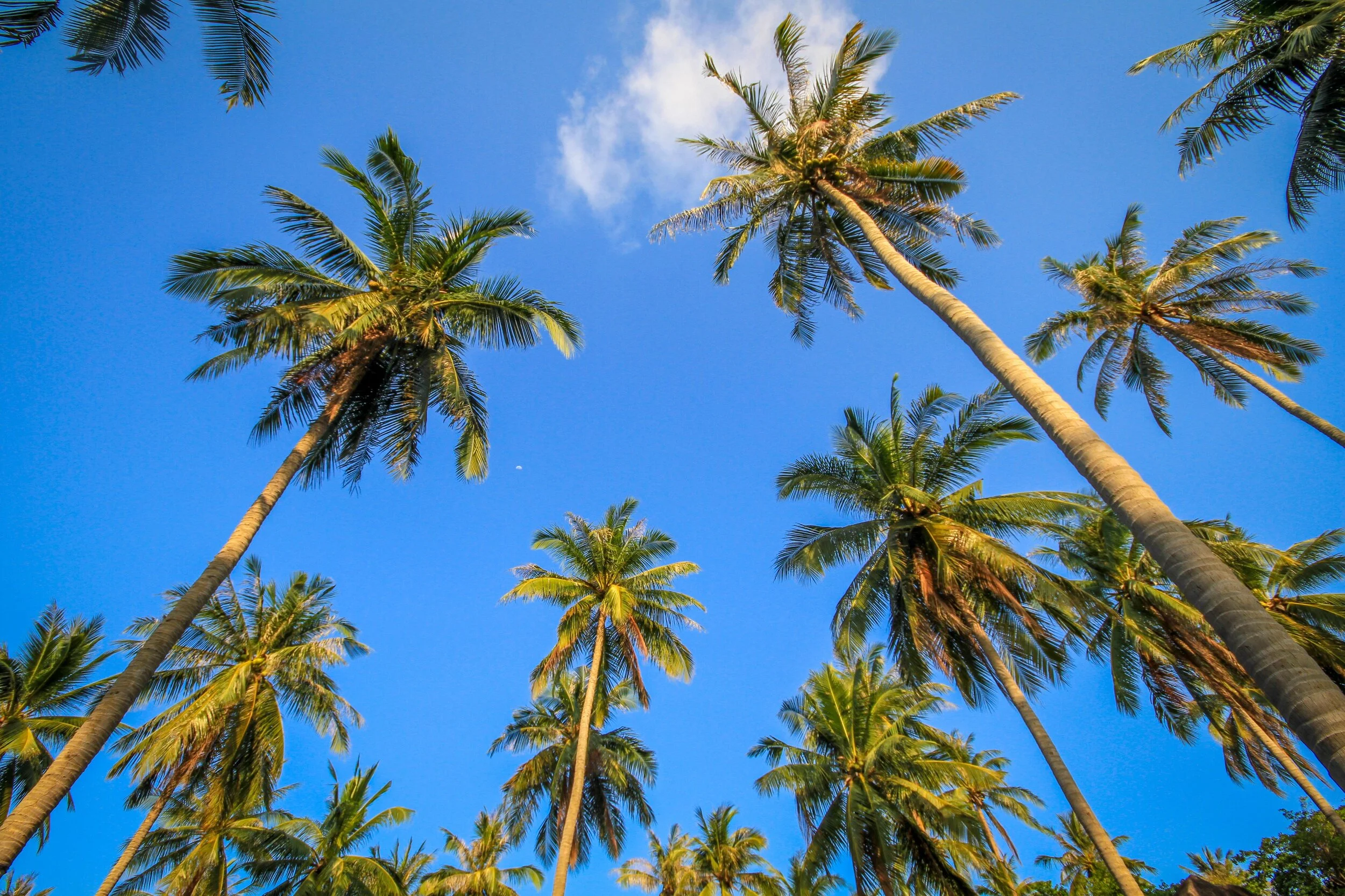 palm-trees-sky_4460x4460.jpg