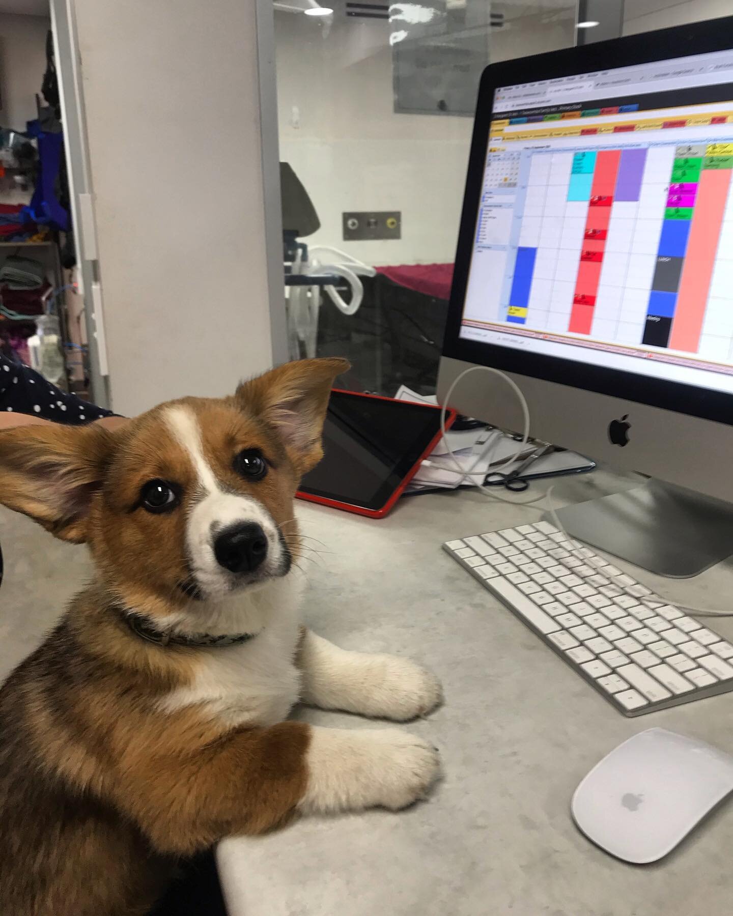 🐾 Meet Jellybean 🐾 Our newest receptionist is all ears 🥰 #partofthefamily🐶 #toowoombafamilyvets #puppylove #adminteam #toowoombaregion #bestreceptionistever