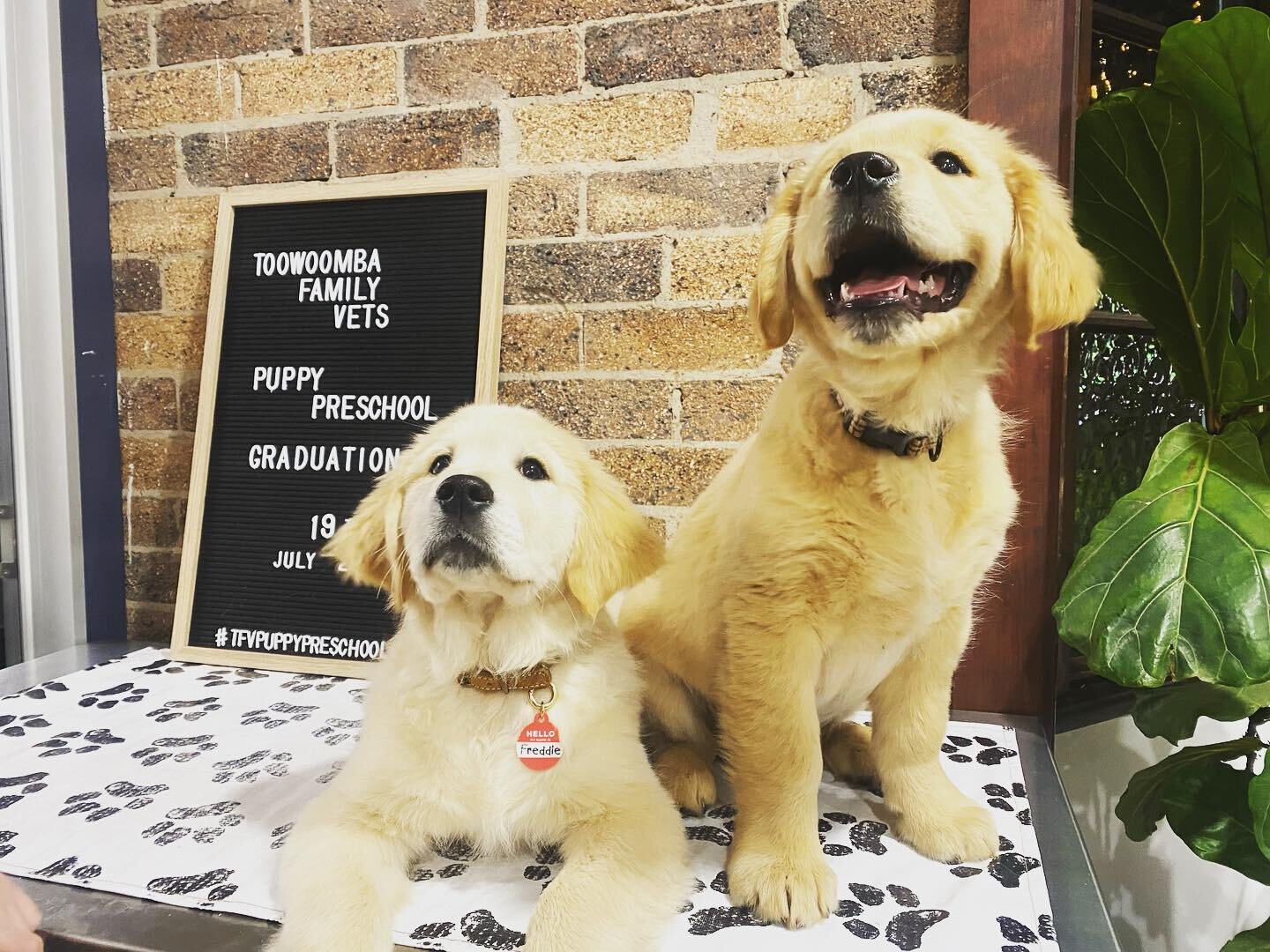 Puppy Preschool 🐾🐾

Have a new puppy? We are about to start our last course for the year, so call us on 4602 0321 to reserve your spot! 

🐶🐶🐶