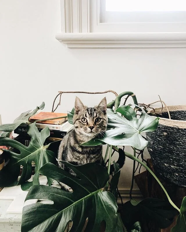 More kitten content, because that&rsquo;s how we spend our Saturdays. Keeping young Les here out of mischief.