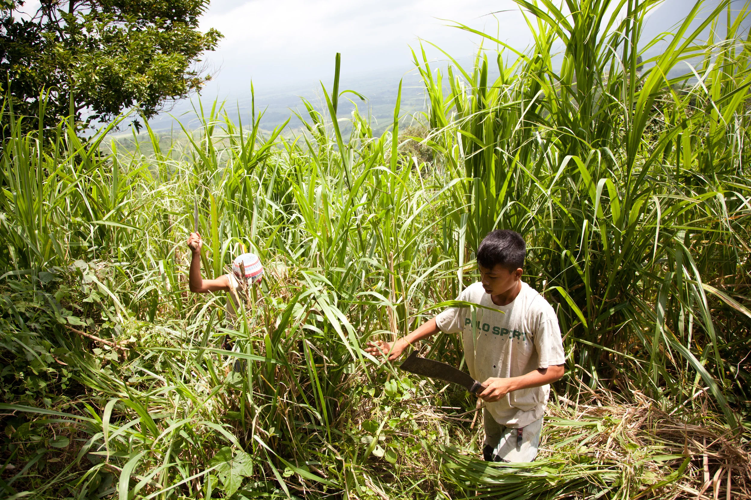 Sugarcane is the biggest industry in Negros Occidental and the main employer of child laborers.