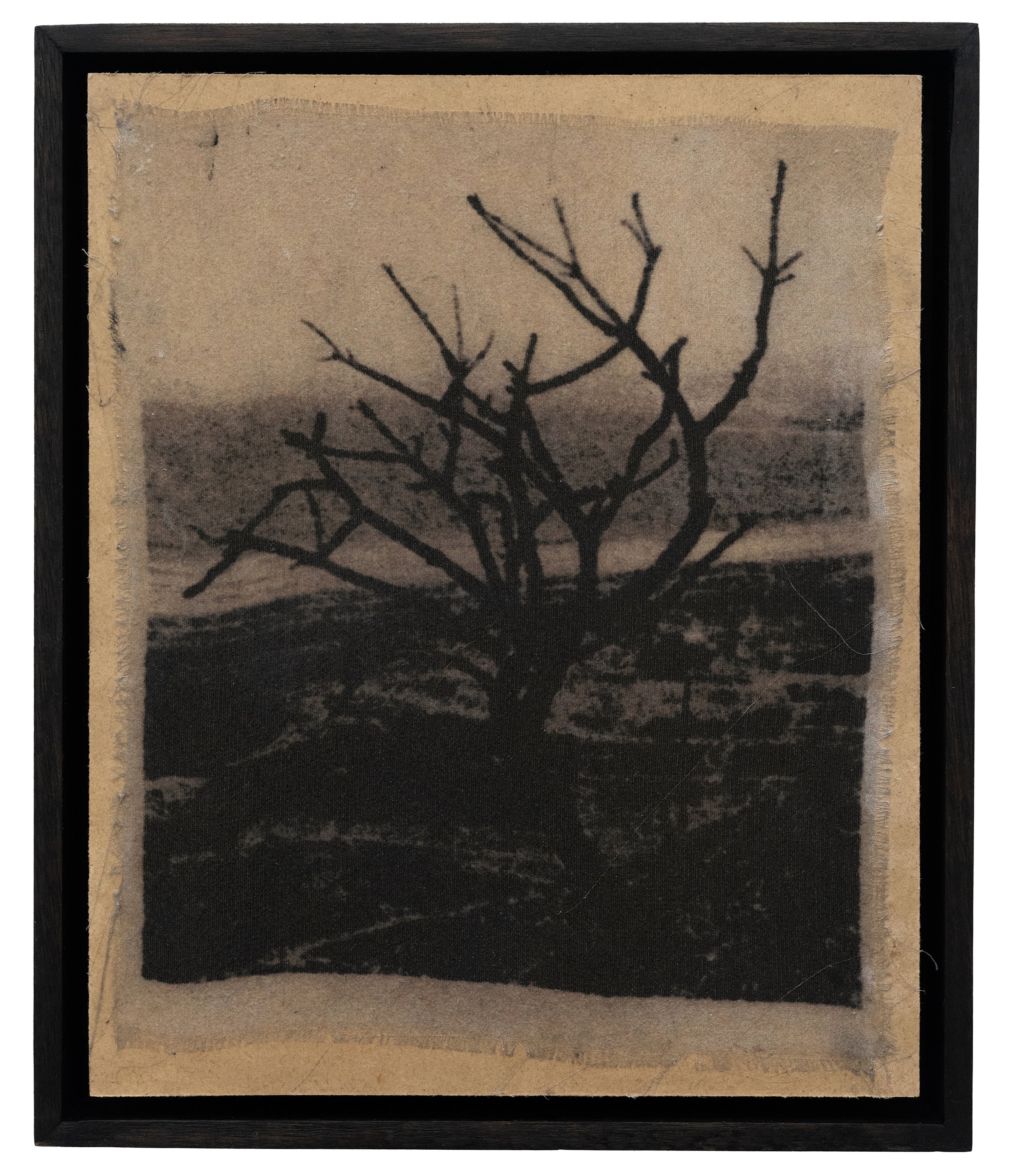 Tree from fire 01.jpg