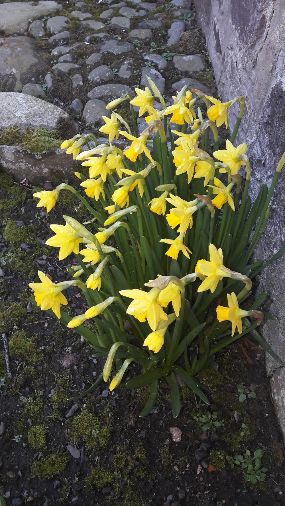Spring flowers in the garden