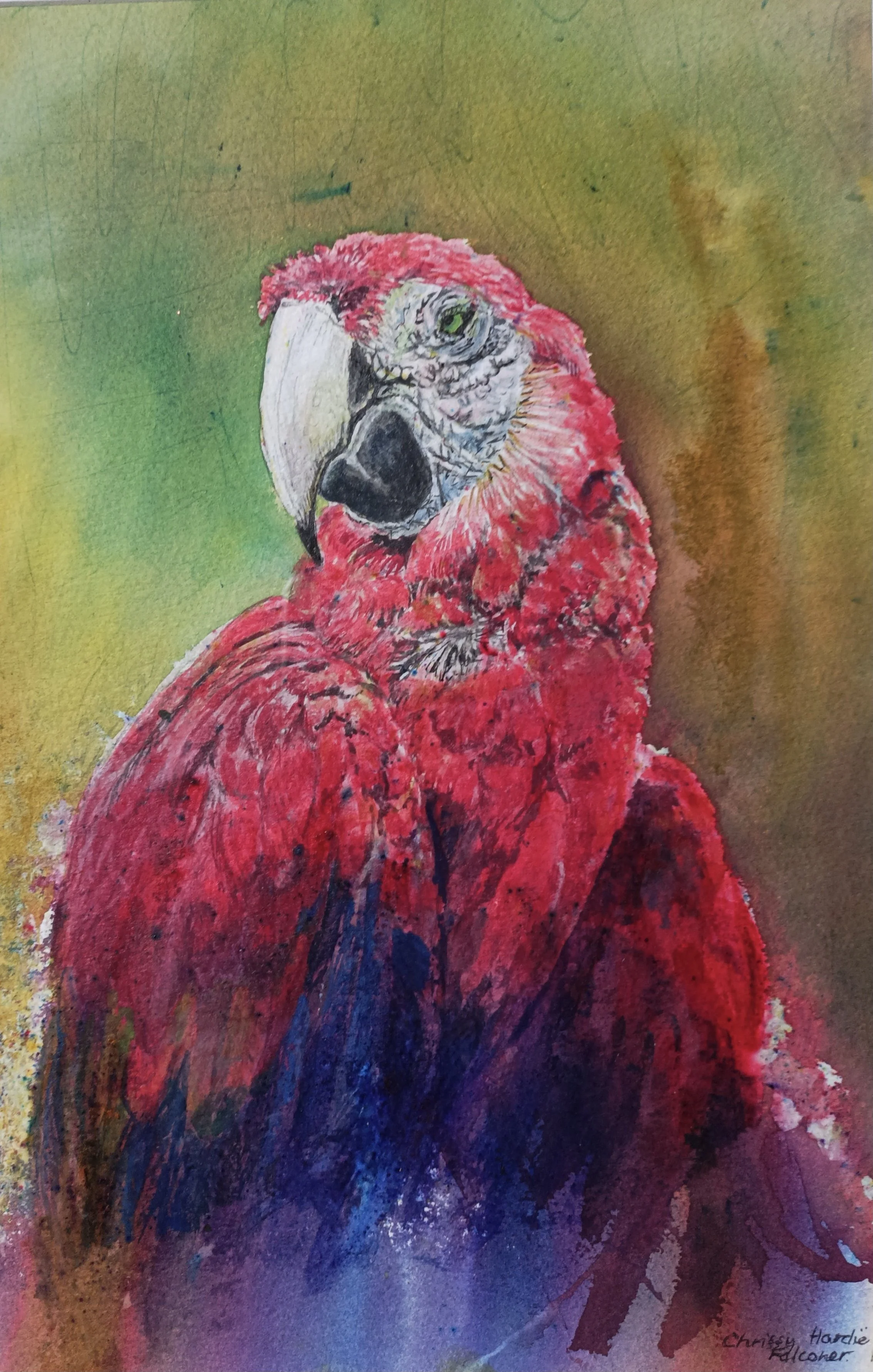 CHRISSY HARDIE FALCONER (2024)