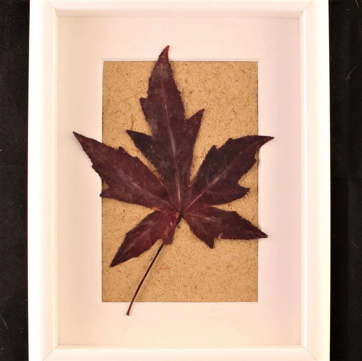 Copper+Norway+Maple+leaf+on+Knapweed+paper.jpg