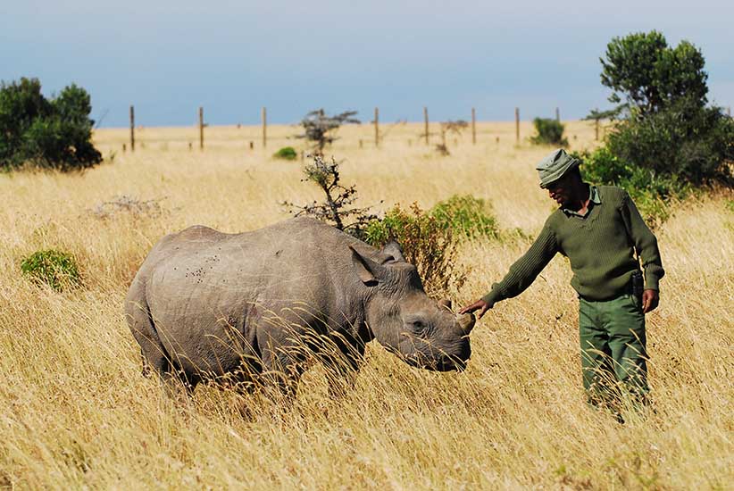 Lola shortly after her relocation to Ol Pejeta.jpg