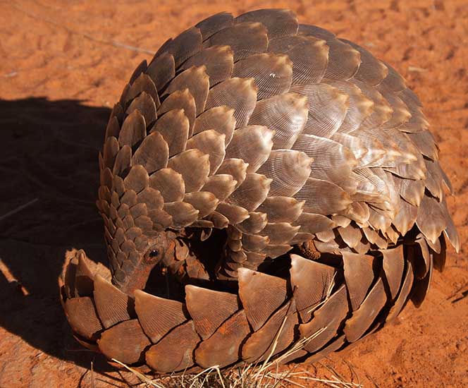 pangolin (3).jpg