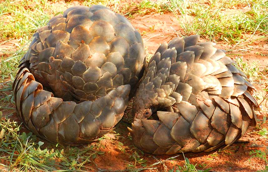 pangolin (1).jpg